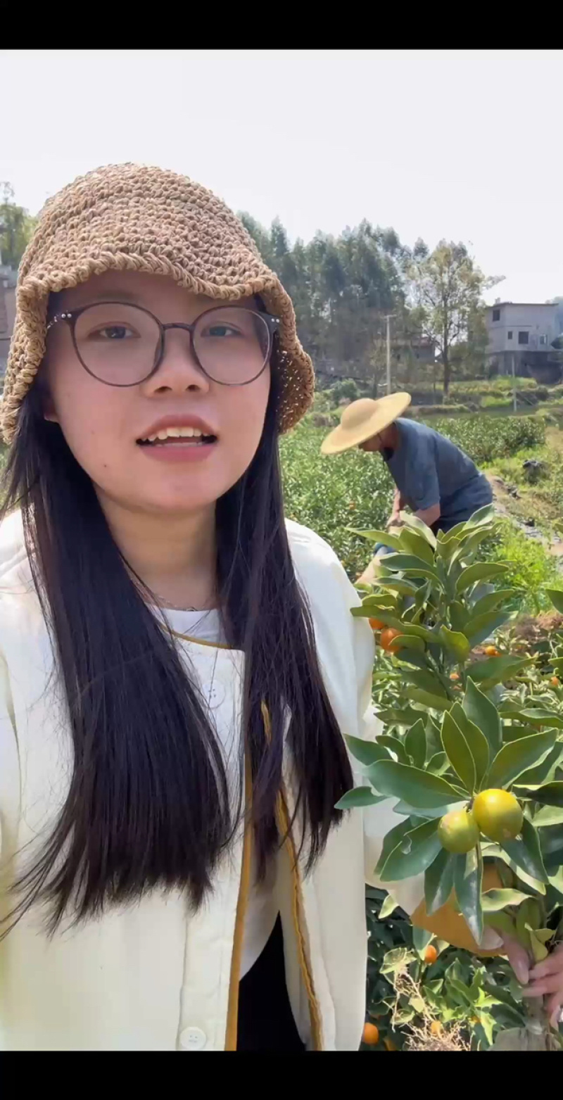 脆蜜金柑苗脆蜜金桔苗（大果）脆甜无酸味主产地苗