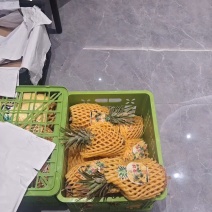 金钻凤梨大宗批发一吨起批可商议