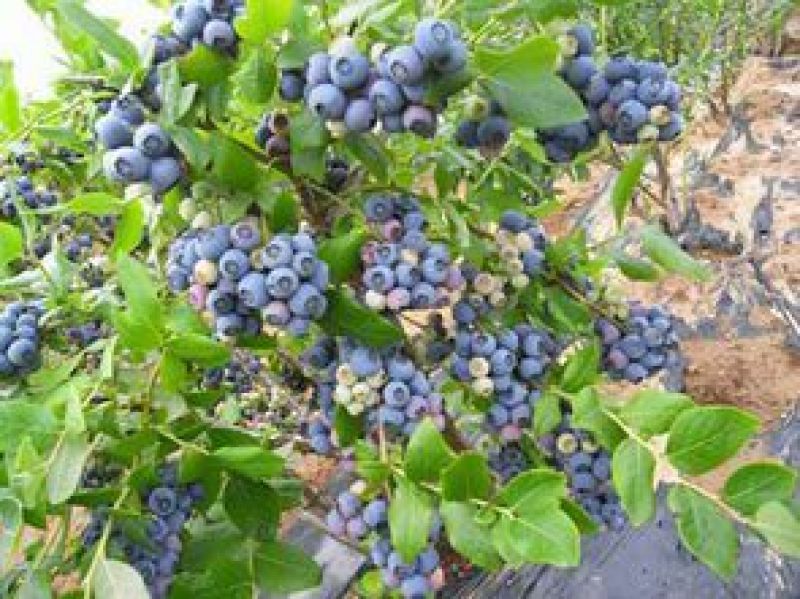 蓝丰蓝莓鲜果8~10mm以上