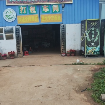 恭城月柿杯苗(大火晶，红灯笼)嫁接柿子苗可种植果树苗