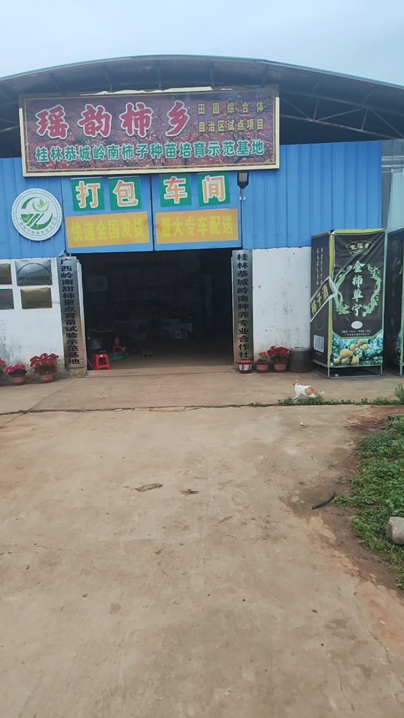 恭城月柿杯苗(大火晶，红灯笼)嫁接柿子苗可种植果树苗