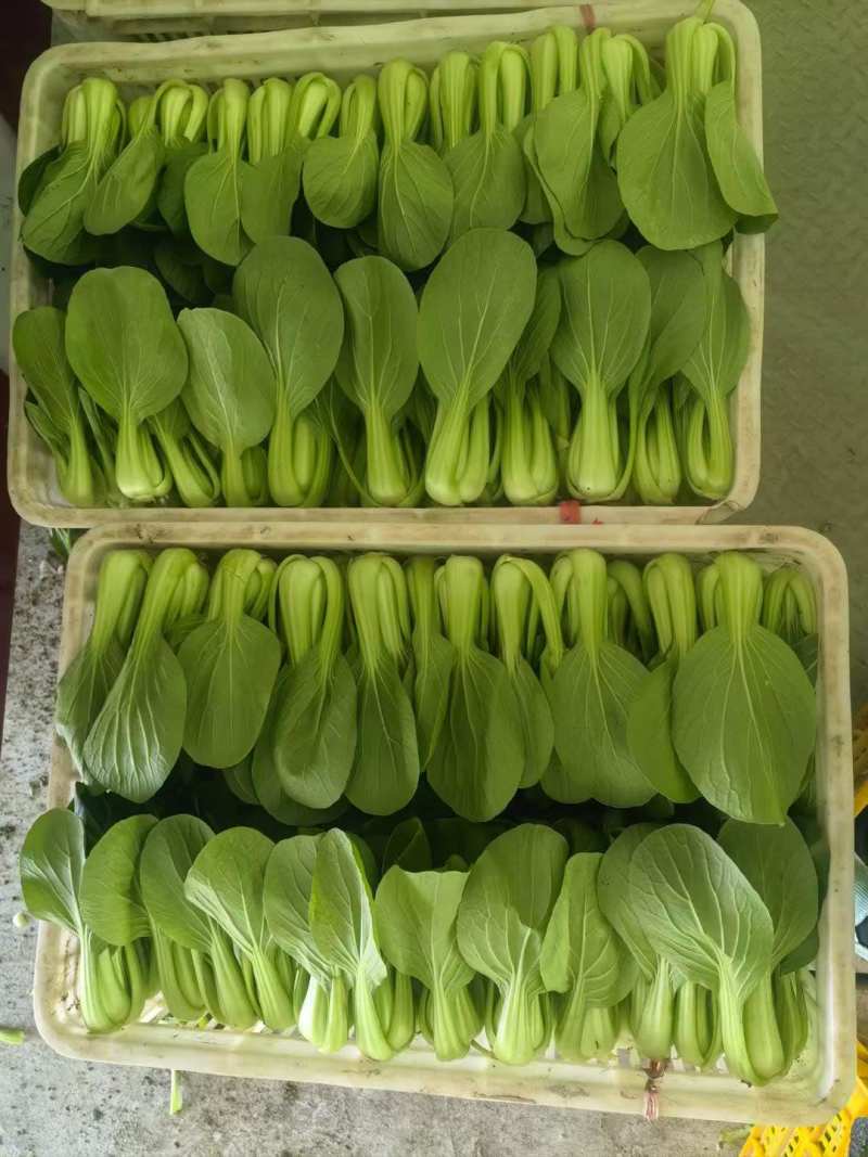 上海青/产区直发/货源充足/大量有货/欢迎选购