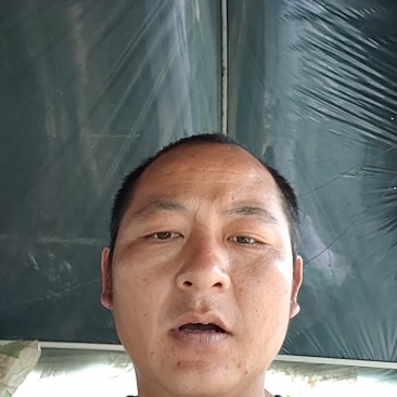 甘蔗种，出芽律高产地直发量大从优可视频看货对接全国