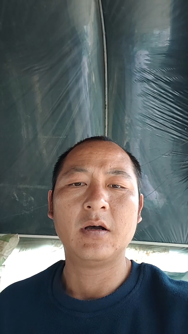 甘蔗种，出芽律高产地直发量大从优可视频看货对接全国