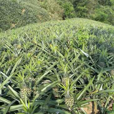 红河州菠萝产地直发品质保正