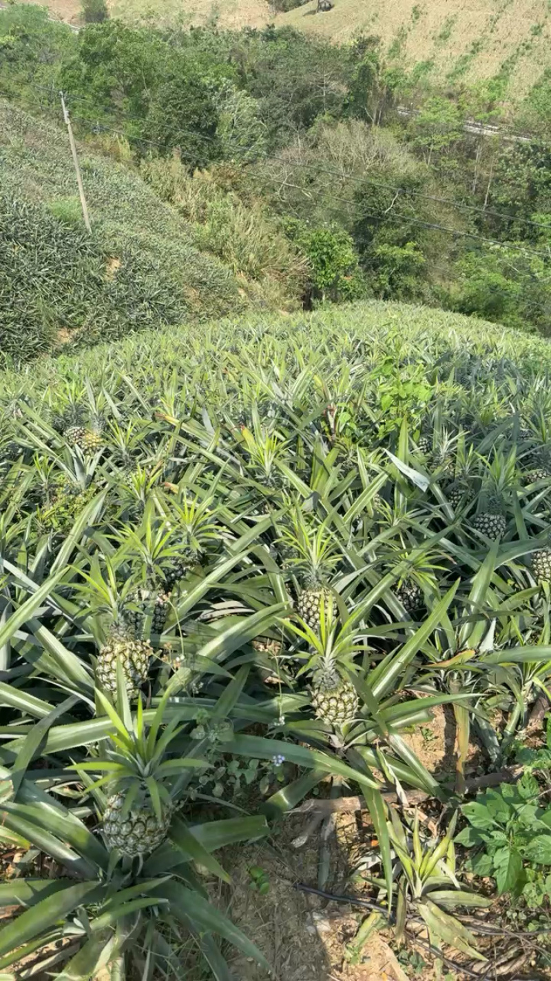 红河州菠萝产地直发品质保正