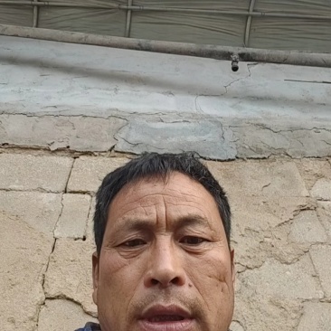 精品甘蓝，基地直发，品质保证，量大从优欢迎来电咨询