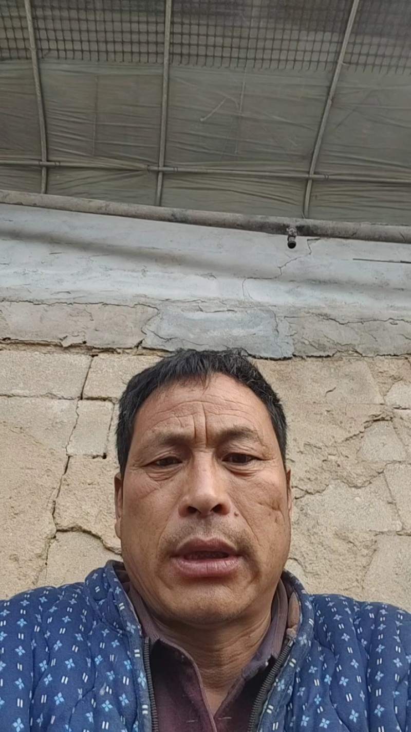 精品甘蓝，基地直发，品质保证，量大从优欢迎来电咨询