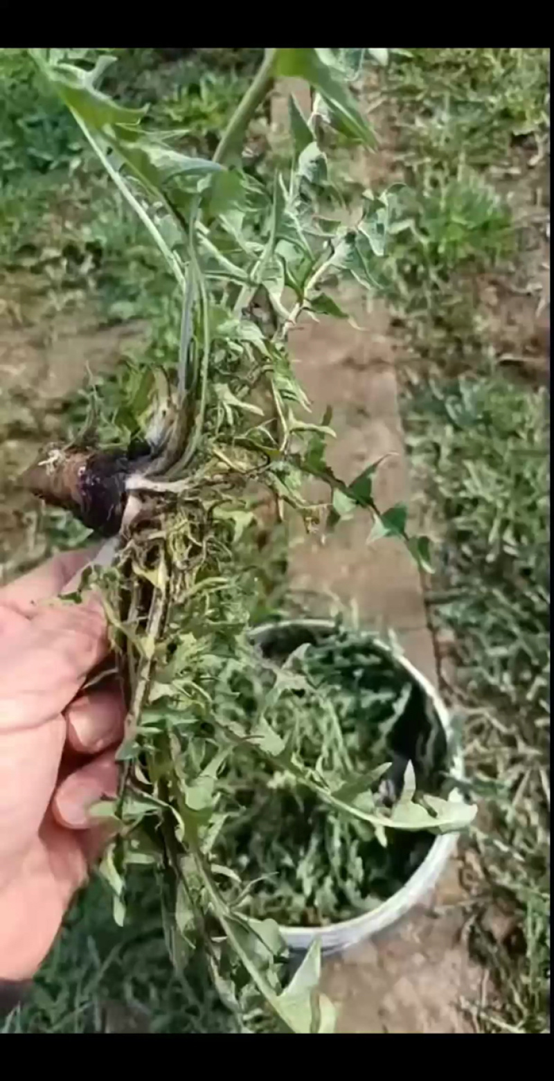 大棚采摘中，新鲜货源充足