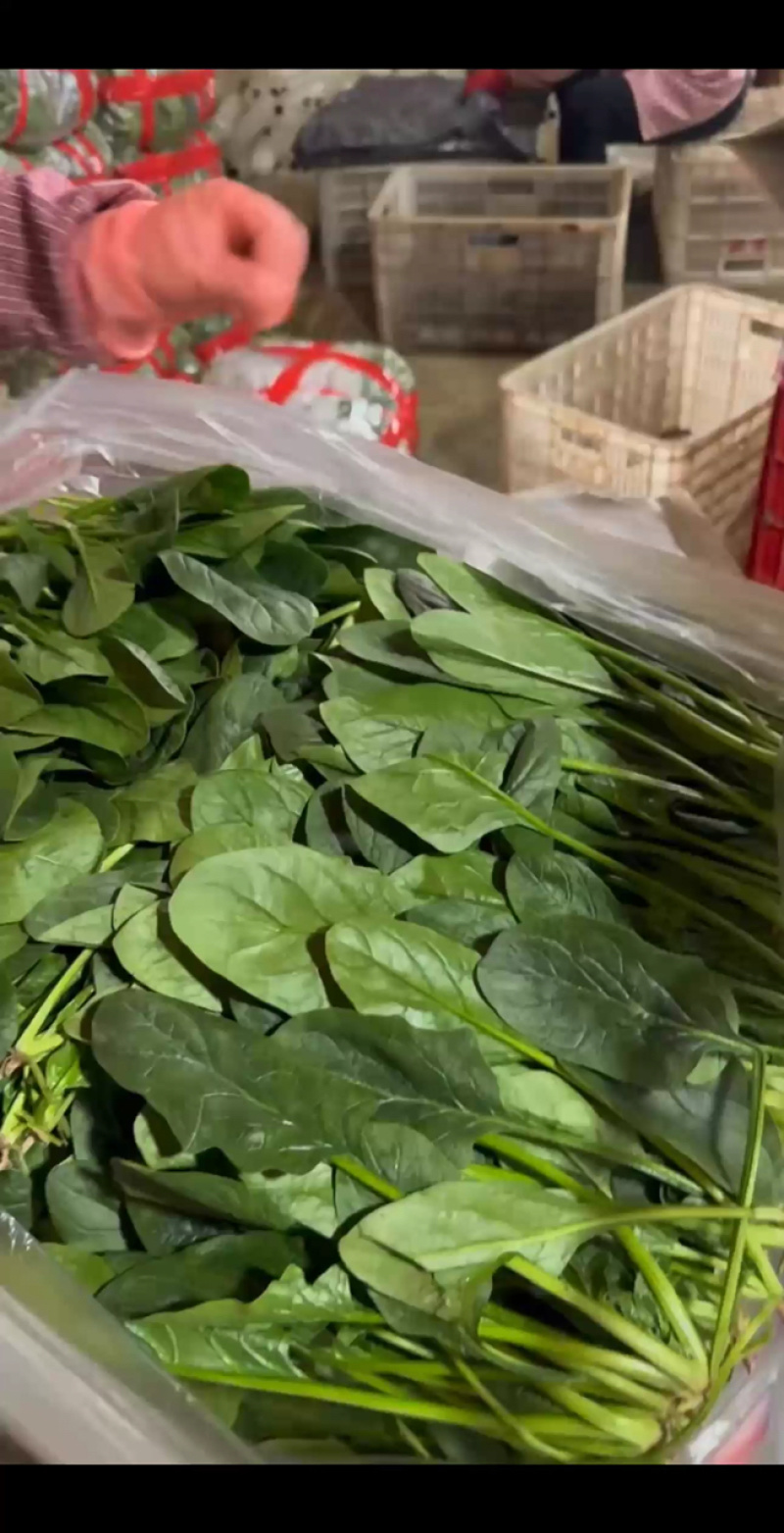 【基地直供】精品两排半泡沫箱打捆，装筐，平台，市场营销