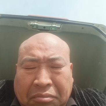 河南西芹60cm以上基地直供，品质保证，可视频看货