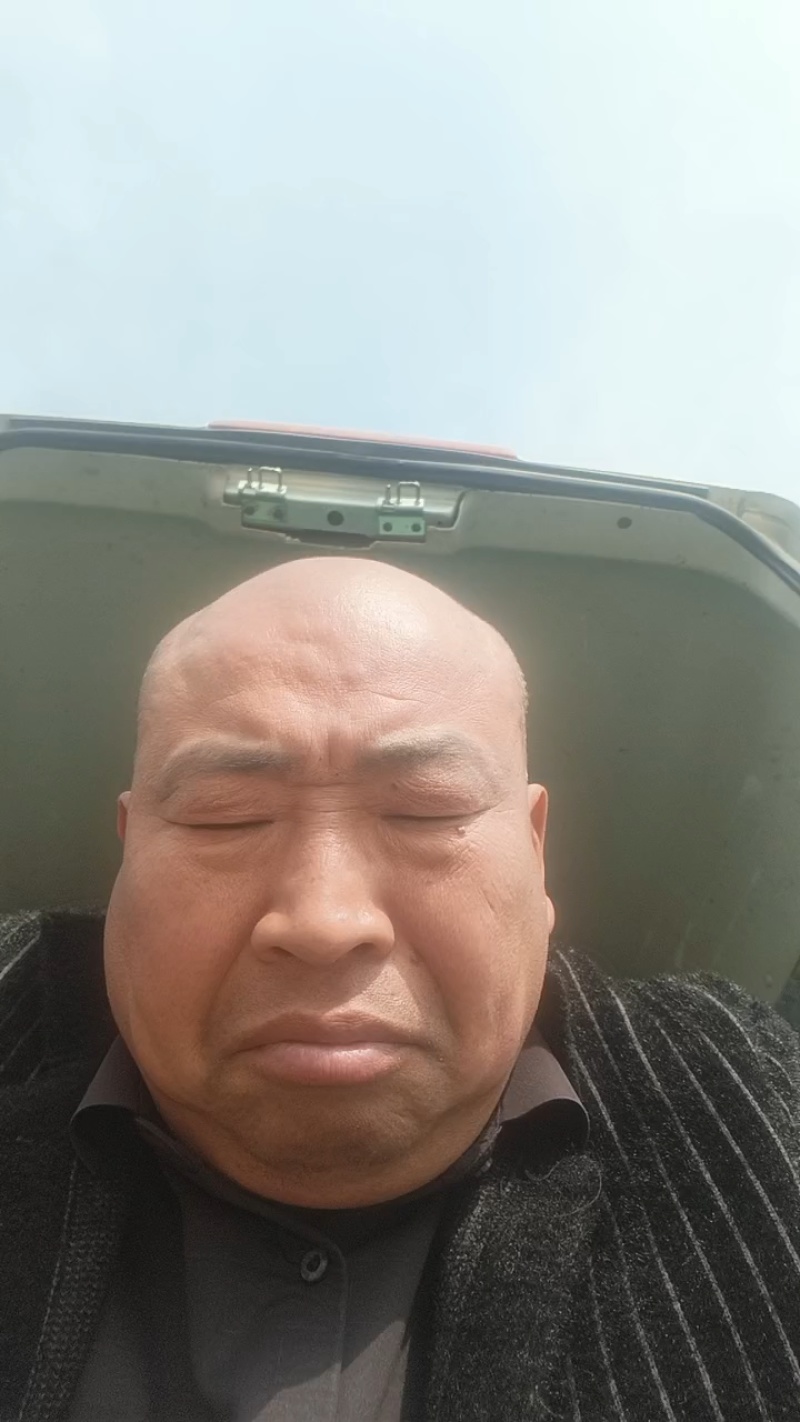 河南西芹60cm以上基地直供，品质保证，可视频看货