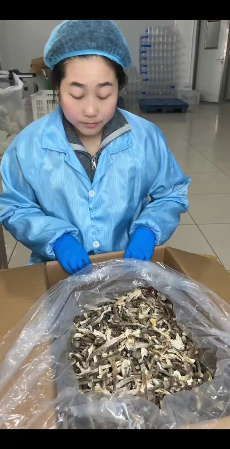 鹿茸菇