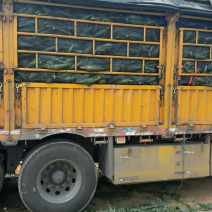 泰轩田装车，品质好价格美丽，大量有货