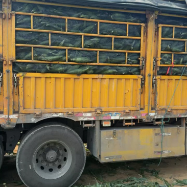 泰轩田装车，品质好价格美丽，大量有货
