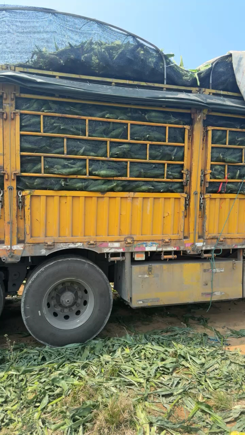 泰轩田装车，品质好价格美丽，大量有货