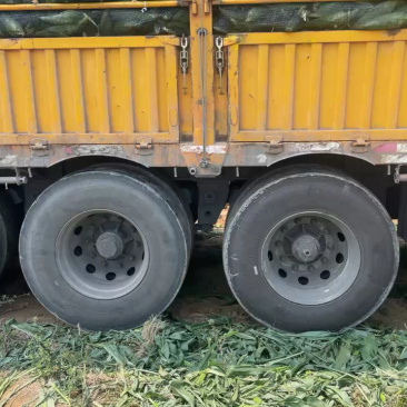 湛江甜玉米装车中，价格美丽质量好