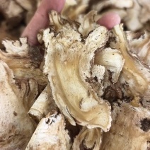 正宗岷县当归条(特大)500克/自家产品/价格便宜