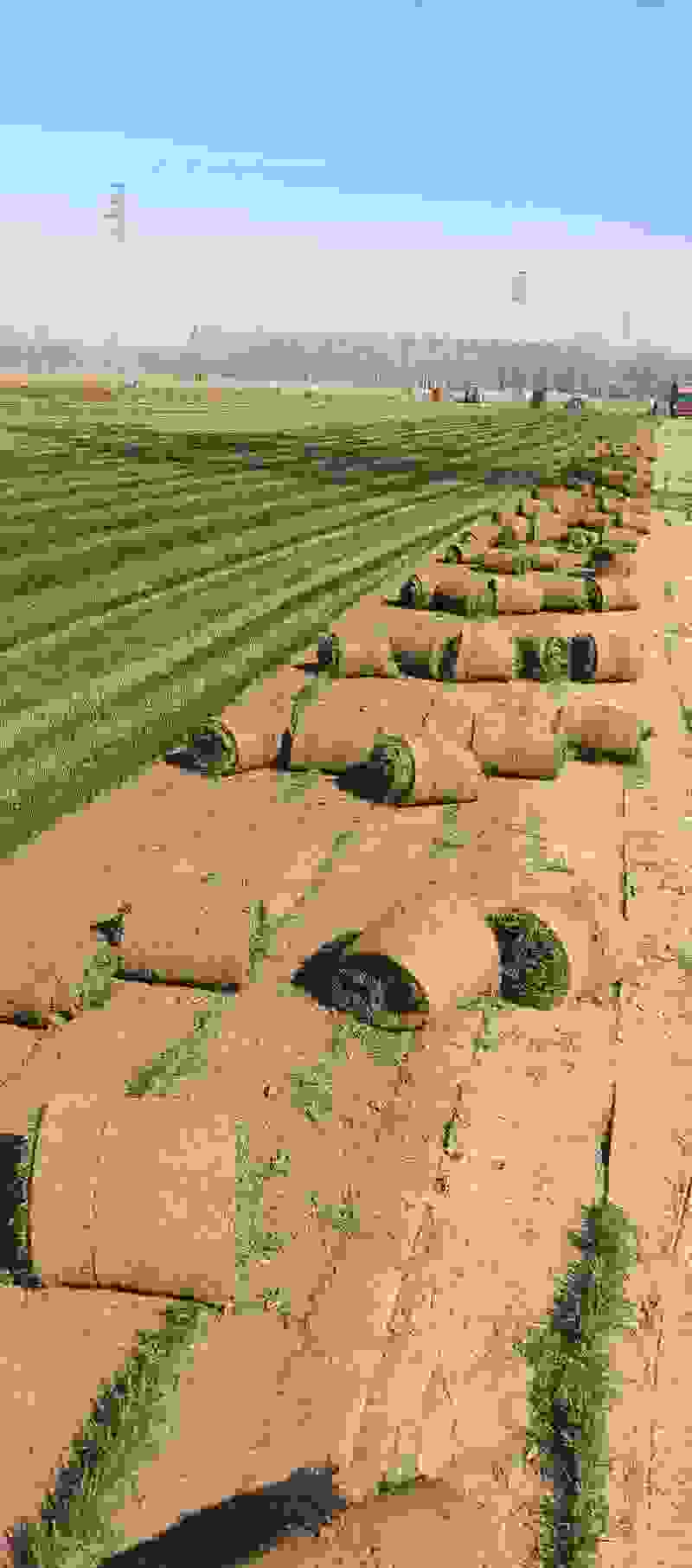 【果岭草】冷季型草坪草皮