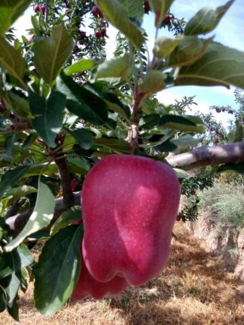 甘肃花牛苹果原产地现货一件代发实力供应链对接各大平台