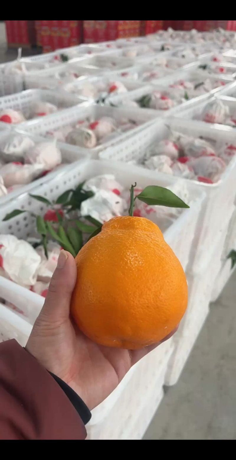 耙耙柑大果，有需要联系我