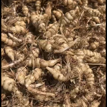 新鲜螺丝菜地溜子地环地牯牛大量现货量大从优视频看货