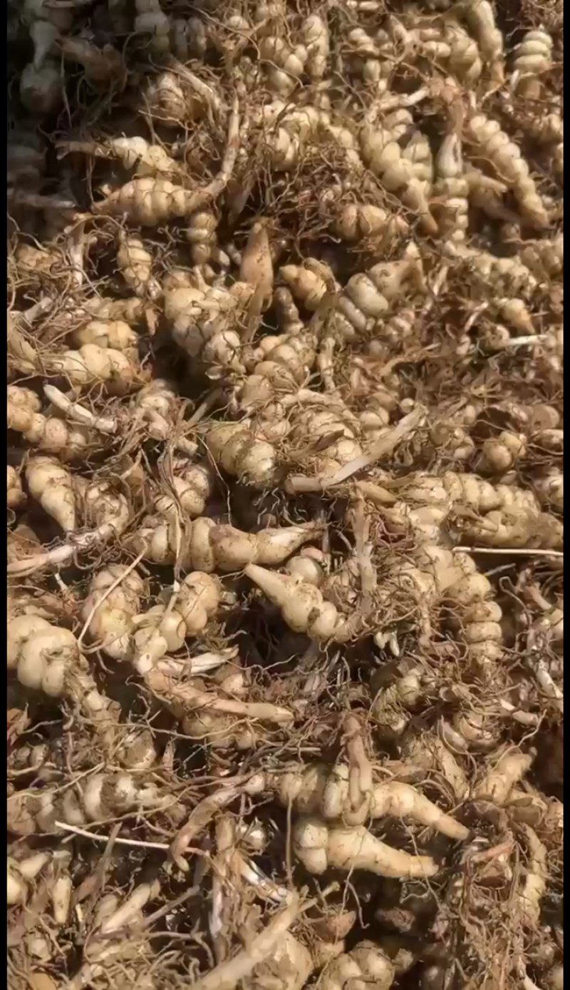 新鲜螺丝菜地溜子地环地牯牛大量现货量大从优视频看货