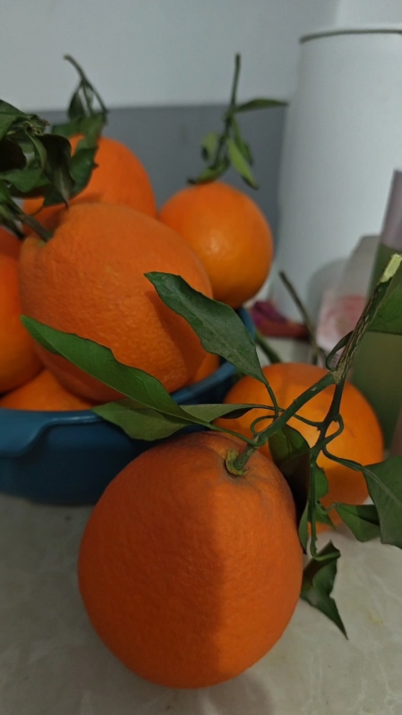 橙子.纽荷尔.长虹.九月红果冻橙产地一手货源，现摘现发
