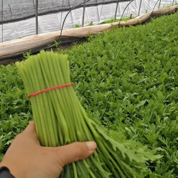 精品茼蒿，自家产地直发