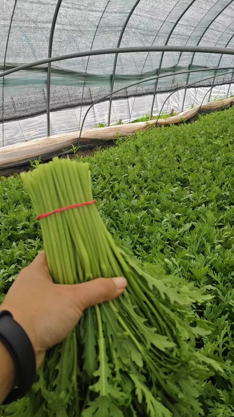 精品茼蒿，自家产地直发