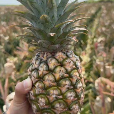精品菠萝🍍金钻凤梨、香甜可口饱满多汁货源保障充足