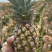 精品菠萝🍍金钻凤梨、香甜可口饱满多汁货源保障充足
