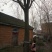 大叶女贞4~6cm