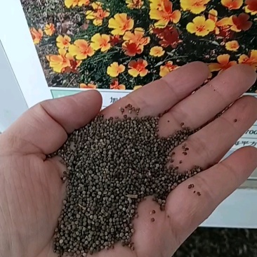 花菱草种子，春秋播种多年生耐寒花种绿化花籽庭院阳台盆栽花