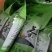 马边彝族自治县高山绿茶自产自销卷毛峰口粮茶