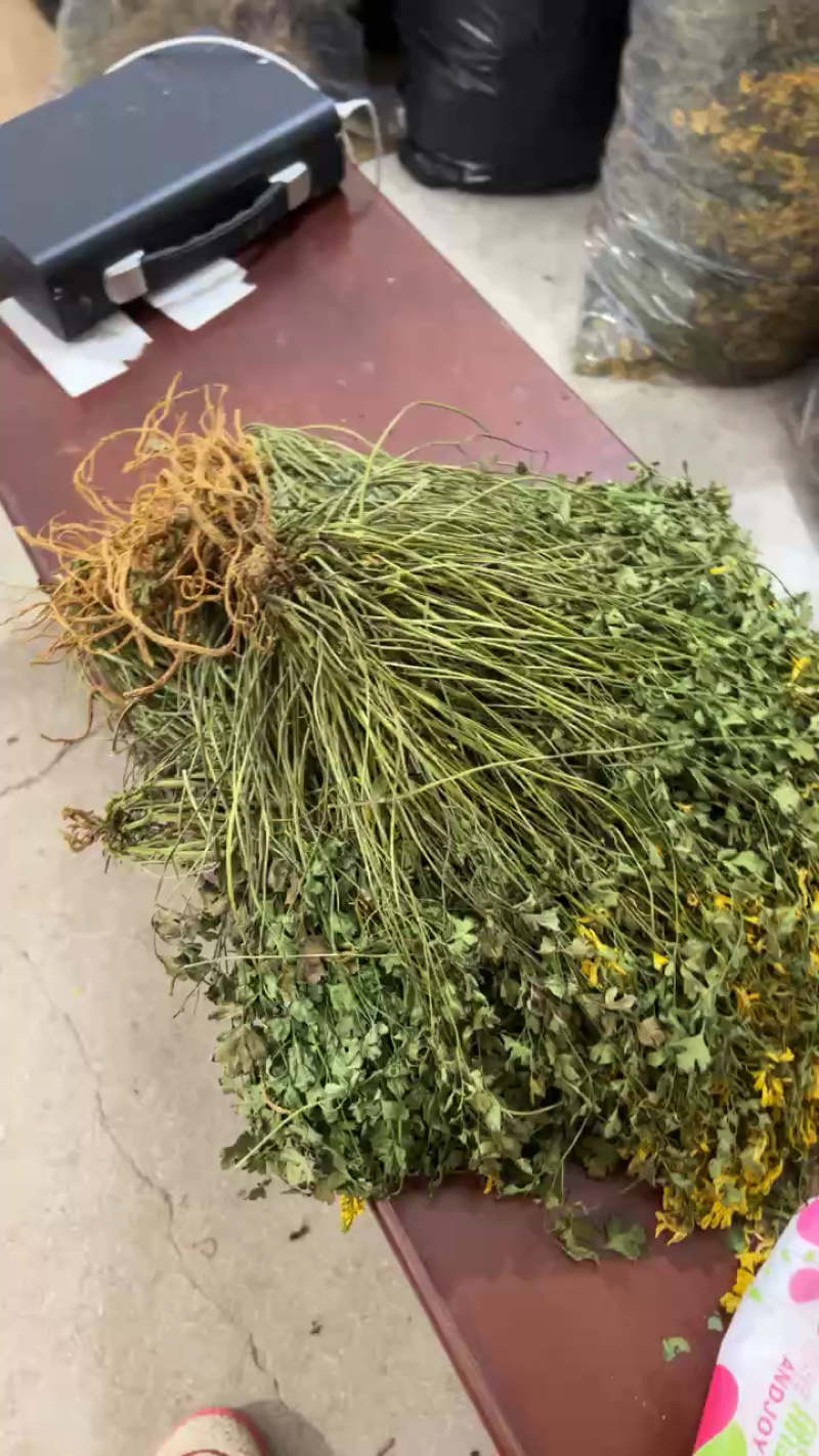 岩黄连
