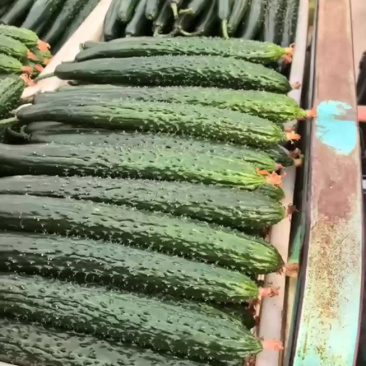 山东莘县精品黄瓜大量上市。基地直发货源充足