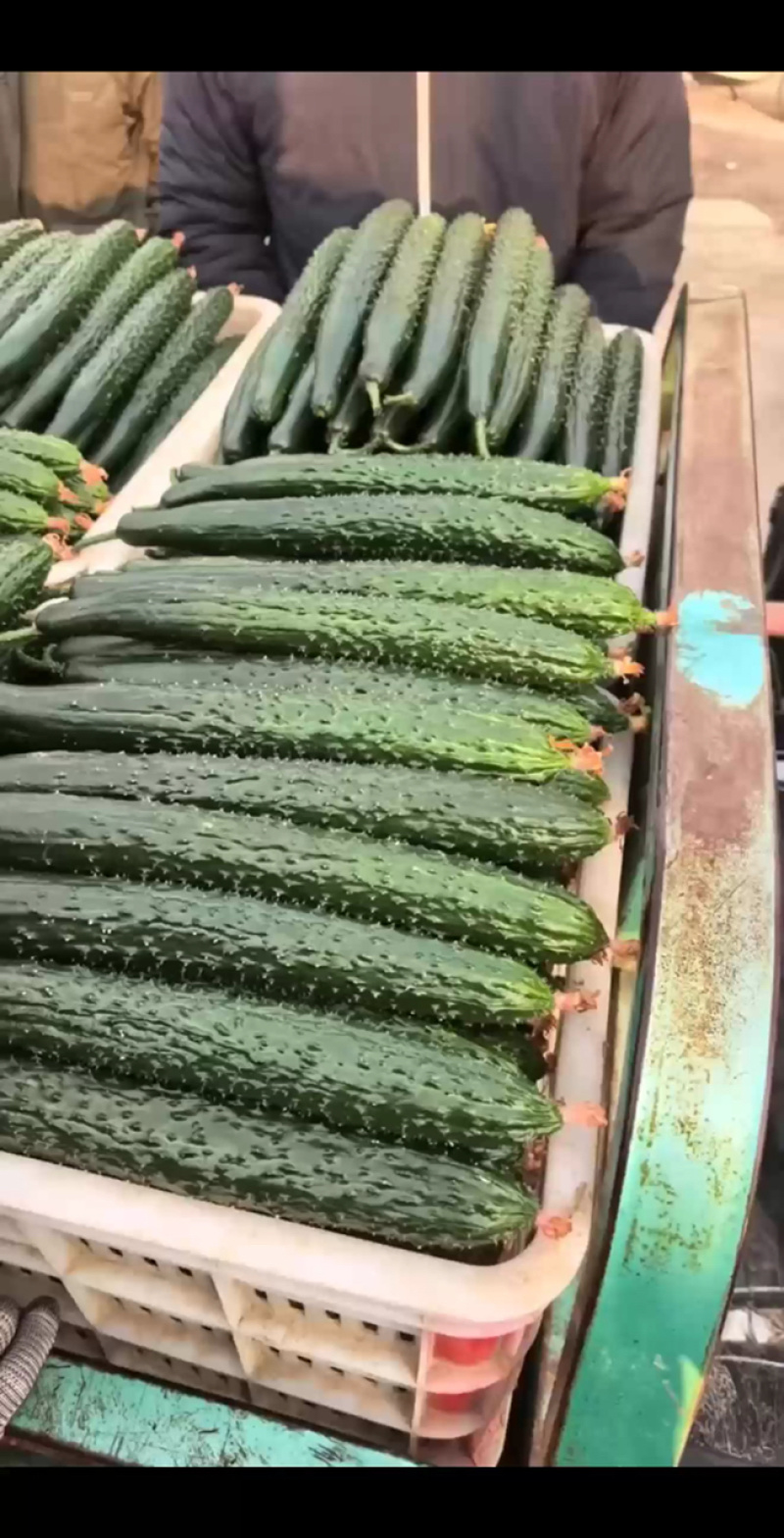 山东莘县精品黄瓜大量上市。基地直发货源充足