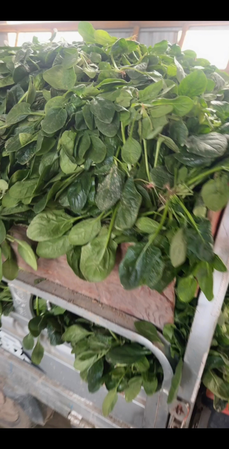 趴地菠菜江苏徐州精品黑园叶菠菜对接工厂加工脱水菠菜