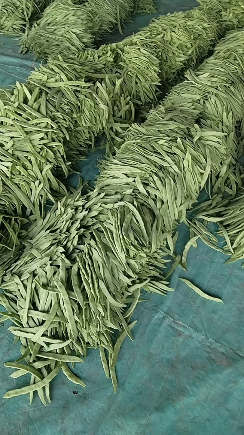 【精选】精品芸豆品质保证视频看货大量供应产地