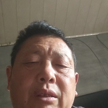 罗汉竹