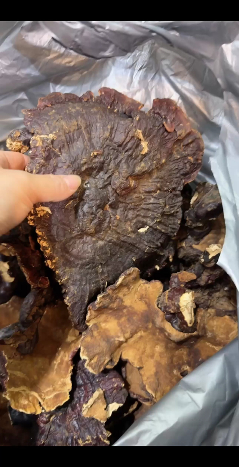金边灵芝，产地直销，全国发货，质量保证，物美价廉