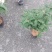 四季桂花树苗庭院阳台盆栽室外室内绿植浓香型盆景客厅耐寒耐