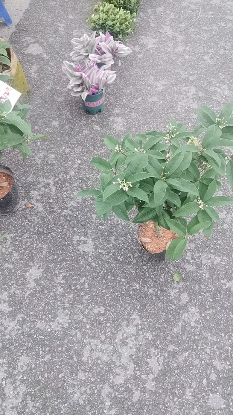 四季桂花树苗庭院阳台盆栽室外室内绿植浓香型盆景客厅耐寒耐