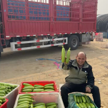 绿皮西葫芦山东西葫芦0.4斤以上货源充足产地直供