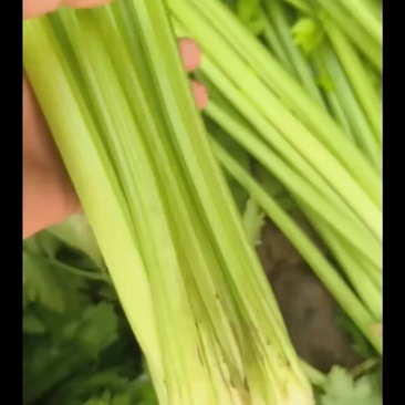 小个头精品货，三四两重，饱满不空心