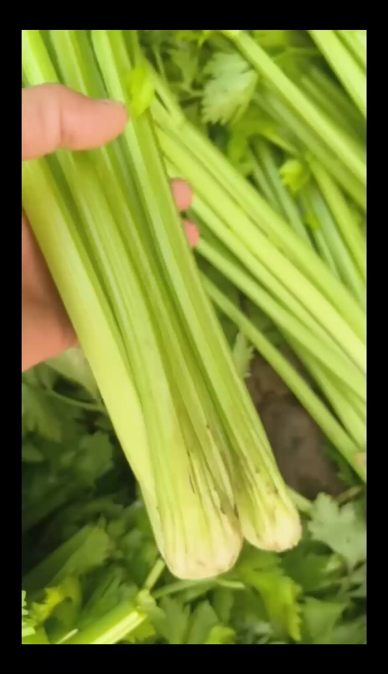 小个头精品货，三四两重，饱满不空心