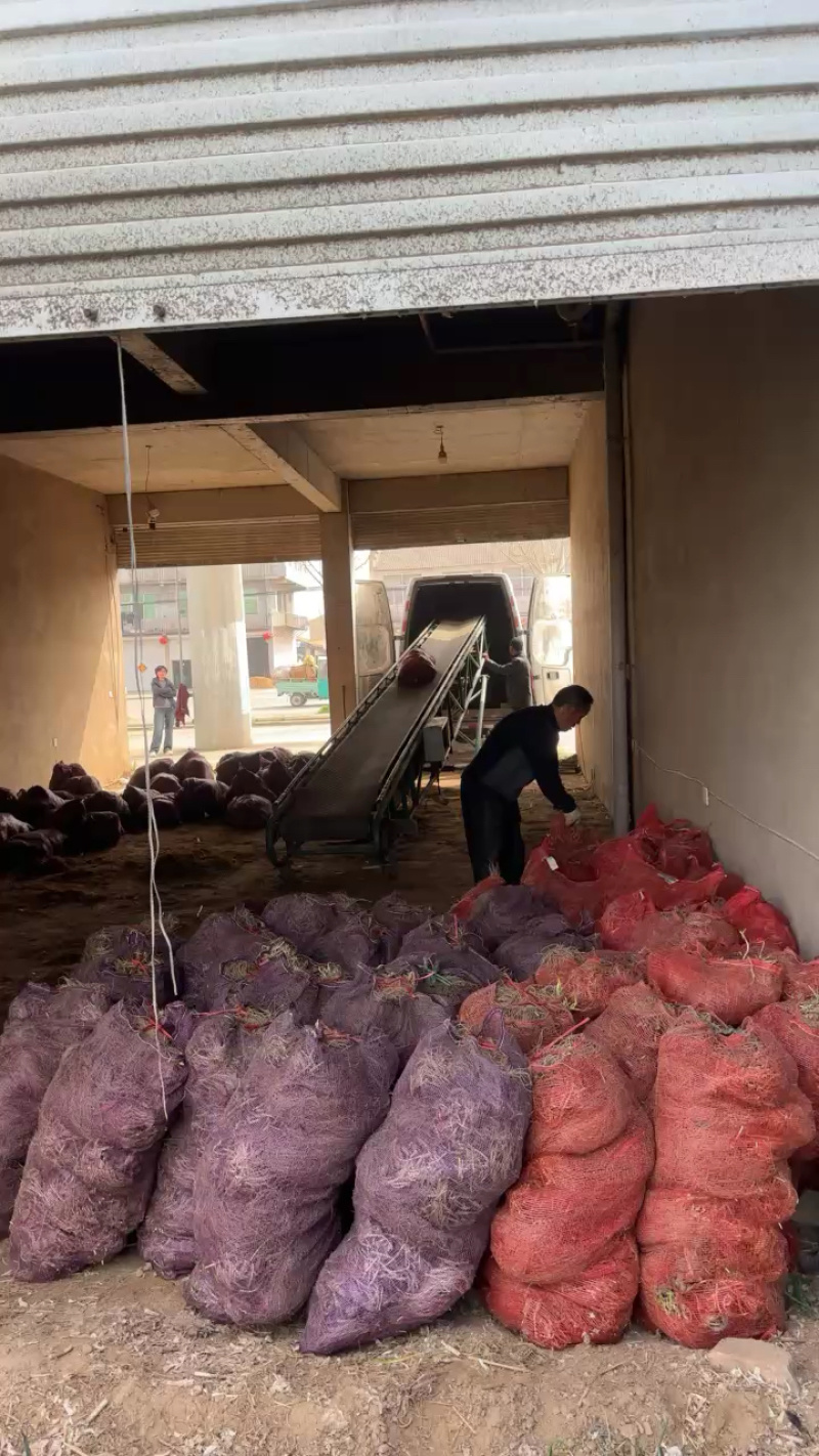 电商一件代发韭菜根韭菜苗产地直发