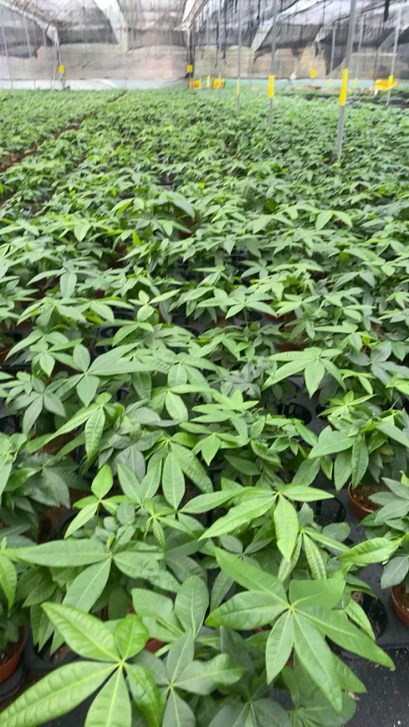 100单杆规格发财树