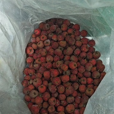 新鲜大金星山楂，颗颗饱满